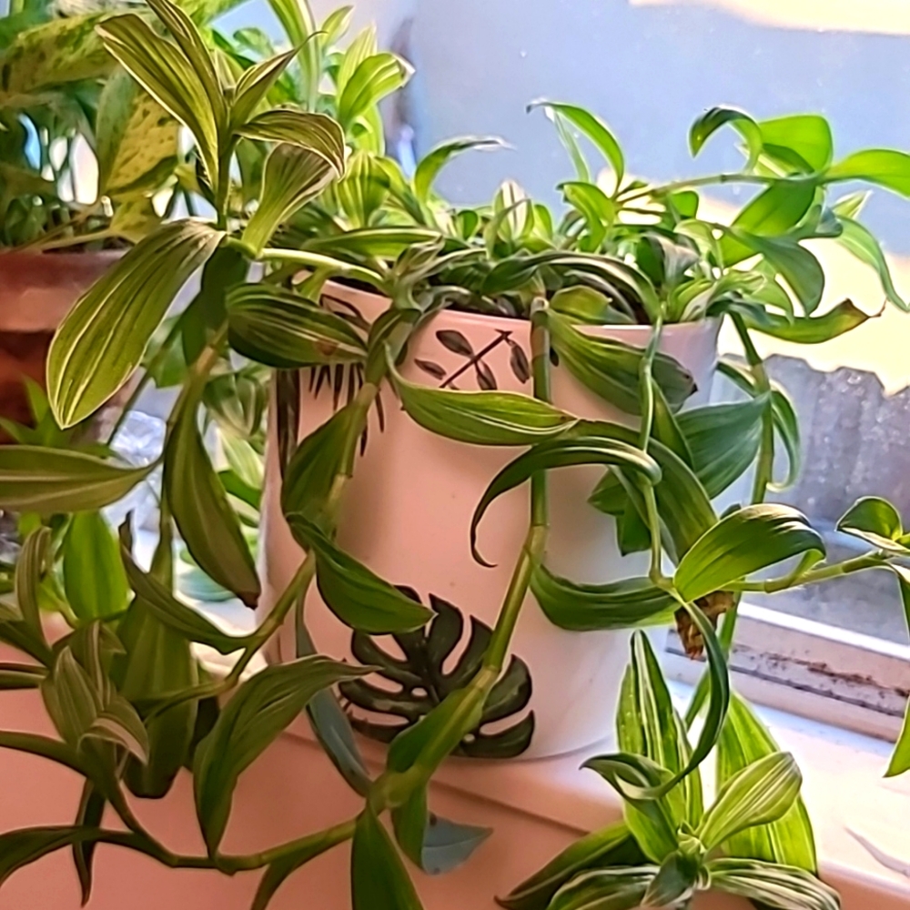 Tradescantia Albovittata Cutting